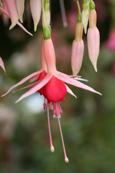 Fuchsia Popsie Girl 10.5cm (Trailing)