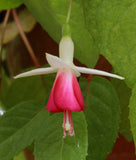Fuchsia Postillon 10.5cm (Trailing)
