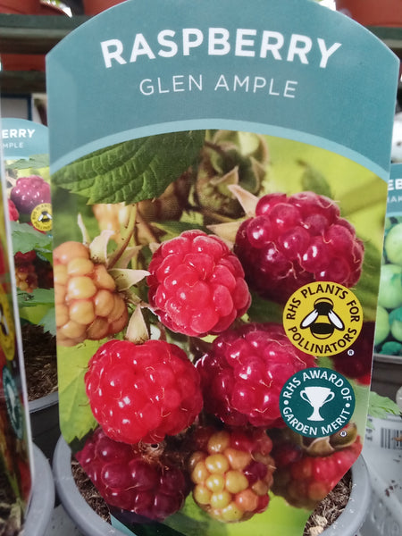 Raspberry Glen Ample