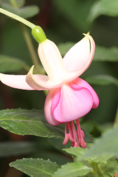 Fuchsia Remember Eric 10.5cm (Hardy)