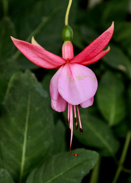 Fuchsia Rose Fantasia (Patio) Plug (Upright)