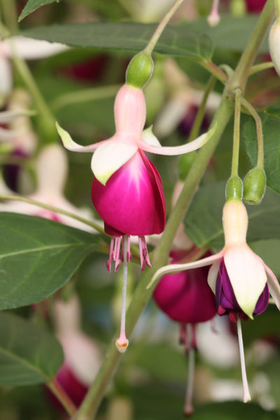 Fuchsia Rose Of Castille 10.5cm (Hardy)