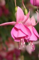 Fuchsia Rose Of Denmark Plug (Trailing)