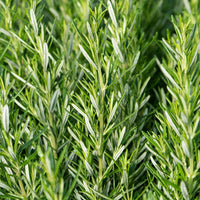 ROSEMARY BARBEQUE 9CM  HERB