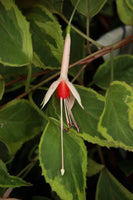Fuchsia Roswitha 10.5cm (Upright)