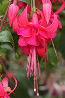 Fuchsia Ruby Wedding Plug (Trailing)