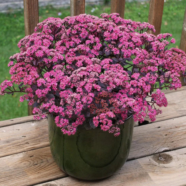 SEDUM SEDUCTION ROSE SOIREE 2L