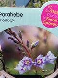 PARAHEBE (PORLOCK) (SPFSS) V11
