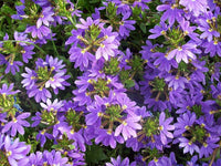 Scaevola Purple 9cm Pot