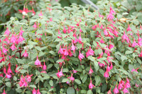 Fuchsia Son Of Thumb Plug (Hardy)