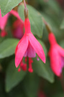 Fuchsia Son Of Thumb Plug (Hardy)