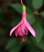 Fuchsia Son Of Thumb Plug (Hardy)