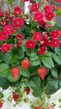Strawberry Summer Breeze Rose (Double flowers) 9cm Pot