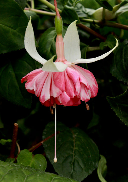 Fuchsia Sue 10.5cm (Upright)