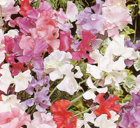 Sweet Pea Spencer Mixed 9cm