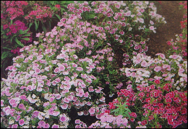 Sweet William Indian Carpet Mixed 9-Pack