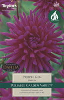 Dahlia Purple Gem (Bare Root Pre-Pack)
