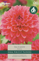 Dahlia Isa Candy (Bare Root Pre-Pack)