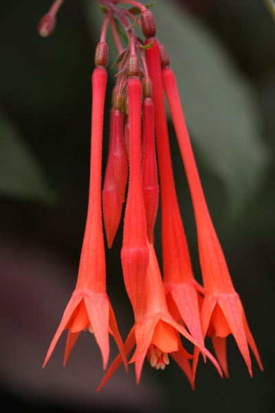 Fuchsia Thalia Plug (Triphylla)