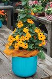 Thunbergia SunEyes Orange Beauty 9cm Pot