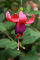 Fuchsia Tillingbourne 10.5cm (Hardy)