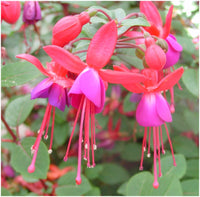 Fuchsia Tilly (Patio) 10.5cm (Upright)
