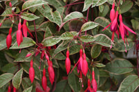 Fuchsia Tom West 10.5cm (Trailing)