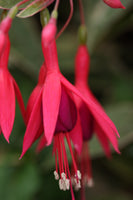 Fuchsia Tom West 10.5cm (Trailing)