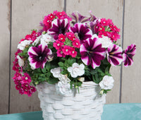 Trixi Amarena Cream 13cm Pot