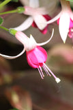 Fuchsia Twinkling Stars (Patio) Plug (Upright)