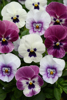 Viola Sorbet Raspberry Sundae Mixed 9-Pack