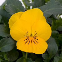 Viola Sorbet Yellow 9-Pack