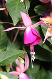 Fuchsia Violetta (Patio) Plug (Upright)