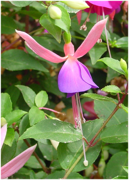 Fuchsia Violetta (Patio) Plug (Upright)