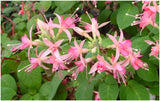 Fuchsia Walz Jubelteen (Patio) Plug (Upright)