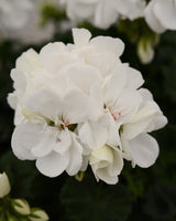 Zonal Geranium White 3L