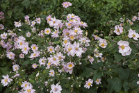 ANEMONE QUEEN CHARLOTTE (PINK/DOUBLE) 2L