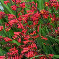 CROCOSMIA EMBER GLOW 2L