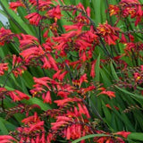 CROCOSMIA EMBER GLOW 2L