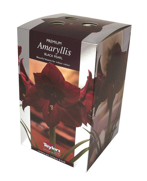 Amaryllis Black Pearl Gift Pack