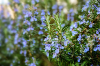 ROSEMARY BARBEQUE 9CM  HERB