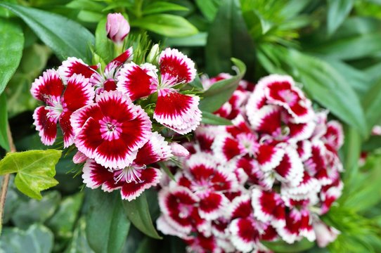 SWEET WILLIAM RED PICOTEE 2L
