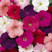 Petunia Frenzy Select Mixed 9-Pack