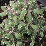 Salvia Tricolor (Sage) 10.5cm Pot
