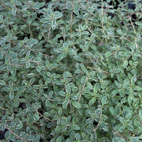 Thymus Silver Posie (Thyme) 10.5cm Pot