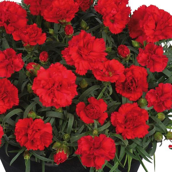 Dianthus Sunflor Red Allura 10.5cm Pot