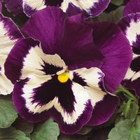 Pansy Matrix Purple and White (All Year Pansy) 6-Pack