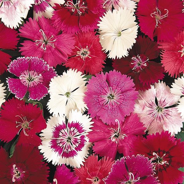 Dianthus Festival Mixed (Bedding Type) 9-Pack