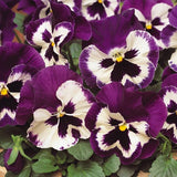 Pansy Matrix Purple and White (All Year Pansy) 6-Pack